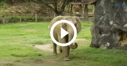 ‘sofreu-a-vida-inteira’:-elefanta-e-levada-para-santuario-apos-35-anos-isolada-em-zoologico