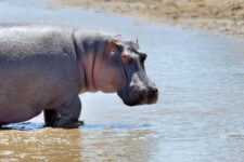 hipopotamo-vira-barco,-mata-ao-menos-7-pessoas-e-deixa-outras-17-desaparecidas-em-rio-malawi