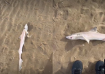‘misterio-em-praia’:-homem-sai-para-caminhar-e-encontra-dezenas-de-tubaroes-mortos-em-orla