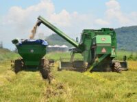 sc-exporta-quase-o-dobro-de-arroz-em-relacao-a-2022-e-produtores-comemoram-aumento-nos-precos