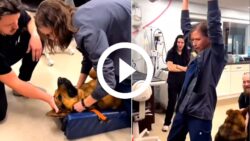 video:-veterinaria-comemora-apos-salvar-a-vida-de-um-cachorro-e-surpreende-a-web
