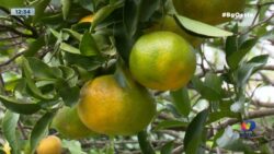 inicio-da-producao-de-bergamotas-no-oeste-catarinense