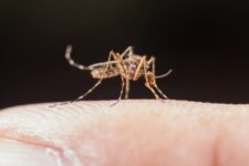 com-15-mortes,-dengue-acumula-10-mil-casos-em-joinville
