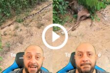 video:-serpente-gigantesca-abate-cachorro-e-surpreende-dono;-‘o-o-tamanho-dessa-cobra-ai’