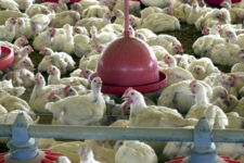 orgaos-de-sc-emitem-alerta-maximo-para-prevenir-gripe-aviaria;-entenda-riscos