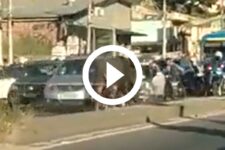 video:-bufalo-descontrolado-invade-rodovia,-bate-em-carro-e-apavora-motoristas-no-rj