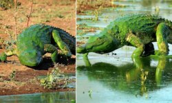 crocodilo-‘fortao’-vira-hulk-com-escama-verde;-fotos