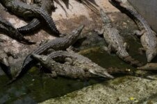 homem-cai-em-criadouro-de-crocodilos-e-morre-devorado-por-40-animais-da-especie