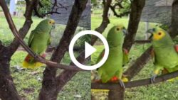 video:-‘olha-so-o-que-aconteceu!’-briga-entre-casal-de-papagaios-viraliza-e-sobra-para-o-dono