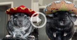 video:-chinchila-traz-‘explosao-de-fofura’-para-internet-enquanto-prova-mini-chapeus-mexicanos