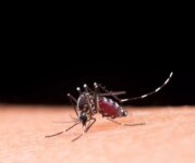 bairro-com-mais-casos-de-dengue-em-itajai-recebe-mutirao-de-combate-ao-aedes-aegypti