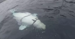 baleia-‘espia-da-russia’-e-vista-na-suecia-depois-de-preocupar-autoridades-na-noruega