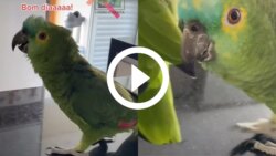 video:-‘cade-meu-cafe’:-papagaio-mandao-chama-atencao-na-internet-com-jeito-inusitado