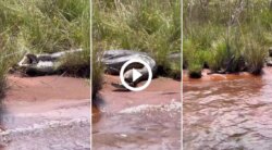 sucuri-gigante-com-indigestao-‘regurgita’-cobra-no-pantanal-e-surpreende-pescador;-video