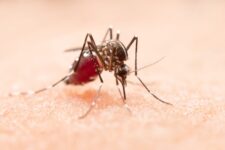 conheca-os-principais-sintomas-da-dengue;-infectologista-indica-formas-de-tratar-a-doenca