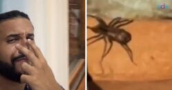 ‘olha-o-tamanho-das-queridas’:-biologo-explica-invasao-noturna-de-aranhas-em-chale