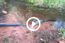 video:-anaconda-gigante-de-6-metros-e-flagrada-de-barriga-cheia-em-registro-incrivel;-‘lindona’