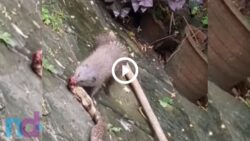 ‘batalha-mortal’:-cobra-e-mangusto-se-atacam-em-patio;-veja-video