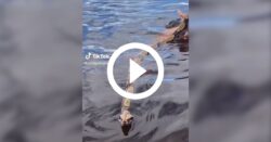 video:-homem-leva-‘serpente-pet’-para-tomar-banho-na-praia-e-chama-atencao-de-moradores
