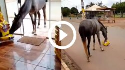 video:-cavalo-ladrao-e-pego-‘roubando’-comida-em-loja-agropecuaria