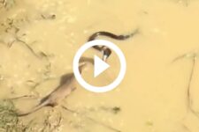 cobra-venenosa-e-mangusto-batalham-pela-vida-em-video-mortal