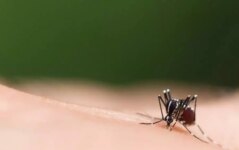 quanto-tempo-dura-a-infeccao-de-dengue-apos-o-contagio?