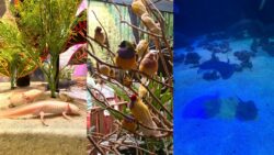 aquario-de-balneario-camboriu-celebra-o-‘dia-das-maes’-de-um-jeito-‘animal’