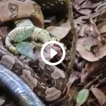 cobra-caninana-tenta-se-‘engracar’-pra-cima-de-serpente-‘musculosa’-e-acaba-abocanhada;-video
