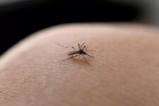 joinville-confirma-mais-um-obito-por-dengue-e-soma-13-mortes-desde-o-inicio-do-ano