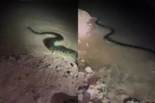 anaconda-enorme-de-mais-de-4-metros-aparece-em-quintal-e-assusta-moradores