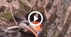 video:-barulho-de-motocicleta-salva-homem-de-‘virar-comida’-de-urso-pardo