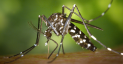 como-e-o-mosquito-da-dengue?-conheca-o-ciclo-de-vida-do-transmissor-da-doenca