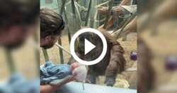 video:-orangotango-se-fascina-por-bebe-em-zoologico-e-surpreende-visitantes