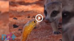 video:-cobra-destemida-invade-territorio-de-suricatos-e-se-envolve-em-batalha