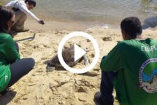 video:-tartaruga-encontrada-enroscada-em-linha-de-nylon-e-solta-em-sao-francisco-do-sul