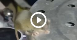 ‘deu-mole’:-rato-fica-com-a-cabeca-entalada-ao-tentar-furtar-guloseimas;-video
