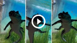 video:-jacare-dancarino-‘rebola’-embaixo-d’agua-e-anima-excursao-escolar-no-pantanal