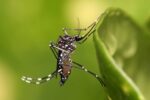 com-56-casos-novos-por-dia,-florianopolis-decreta-situacao-de-emergencia-contra-a-dengue