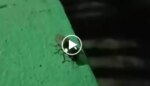 videos:-besouro-mais-luminoso-do-mundo-e-visto-passeando-em-joinville