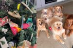 video:-familia-viraliza-ao-decorar-arvore-de-natal-com-objetos-‘abocanhados’-pelos-cachorros
