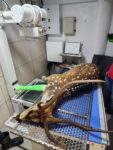 cervo-exotico-encontrado-em-ibirama-morre-dois-dias-apos-resgate