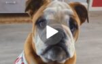 video:-“tottenham,-nao!”-cachorro-torcedor-do-arsenal-viraliza-nas-redes-por-‘odiar’-rival