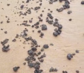pesquisadores-indicam-correlacao-entre-oleo-encontrado-na-praia-da-barra,-em-salvador,-e-petroleo-do-kuwait