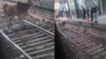 video:-bois-invadem-linha-de-trem-no-rio-de-janeiro