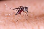 alerta-de-fumace:-bairro-de-blumenau-recebe-‘nuvem’-de-fumaca-contra-a-dengue