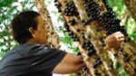 ‘ouro-negro’:-moradores-de-cidade-mineira-faturam-alugando-pes-de-jabuticaba