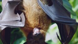 morcego-assusta-ao-dormir-em-biblioteca