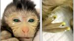 macaco-“quimera”:-cientistas-da-china-criam-animal-fluorescente