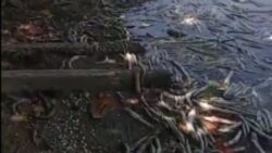 video:-milhares-de-peixes-apareceram-mortos-na-lagoa-mundau,-em-maceio