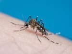 brasil-atinge-mais-de-1,6-milhao-de-casos-de-dengue-em-2023;-veja-como-prevenir